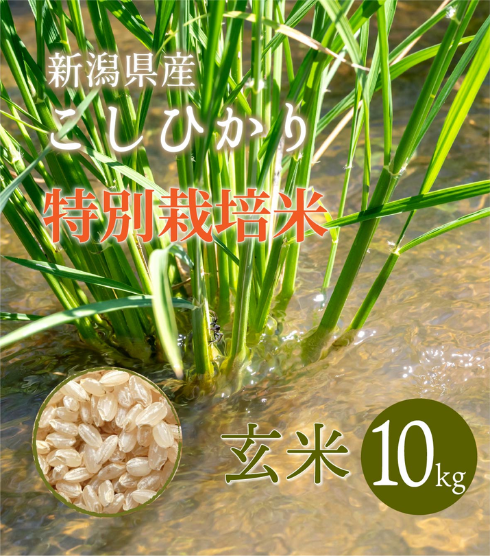 新潟県産 コシヒカリ R5 新米 10kg 玄米 減農薬 有機農法 特別栽培米