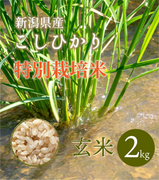 【R5年産】新潟県産 特別栽培コシヒカリ 玄米 2kg