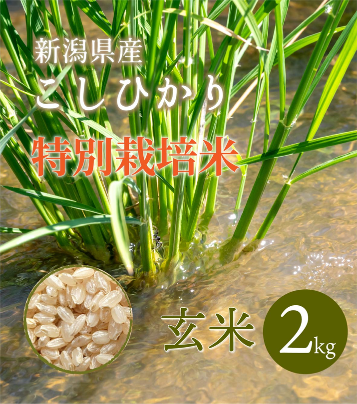 R6年産】新潟県産 特別栽培コシヒカリ 玄米 2kg – 株式会社米福