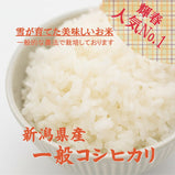 【R7年産】新潟県産コシヒカリ 白米 10kg