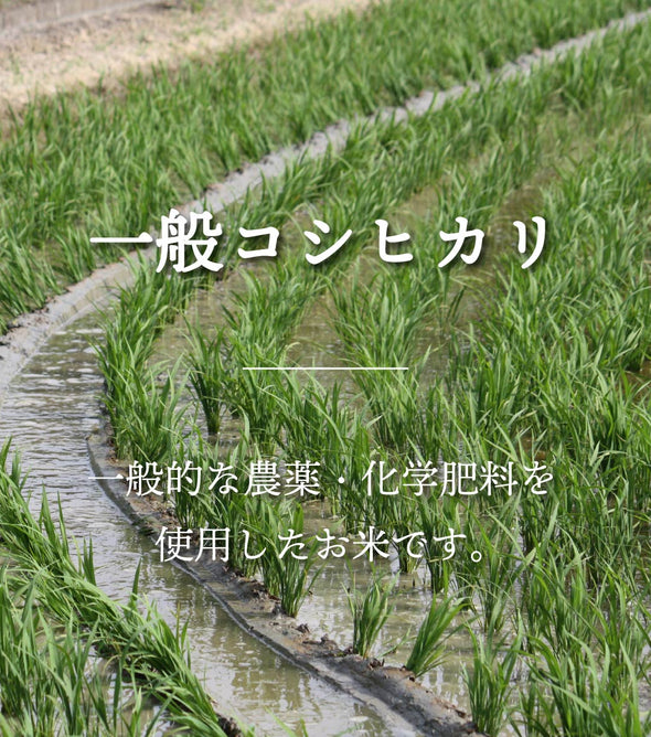 【R7年産】新潟県産コシヒカリ 白米 27kg